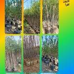 تولید انواع نهال درخت بن ١۵، بن ٢٠ تا بن ١٠٠ در نهالستان تهران