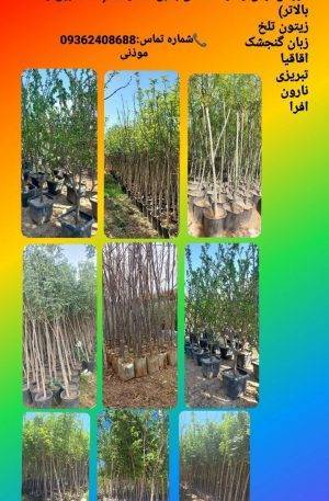 7ad2cfbfbe284125788e38757ffefb38  charsoogh 1 300x457 - تولید انواع نهال درخت بن ١۵، بن ٢٠ تا بن ١٠٠ در نهالستان تهران