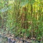 تولید انواع نهال درخت بن ١۵، بن ٢٠ تا بن ١٠٠ در نهالستان تهران