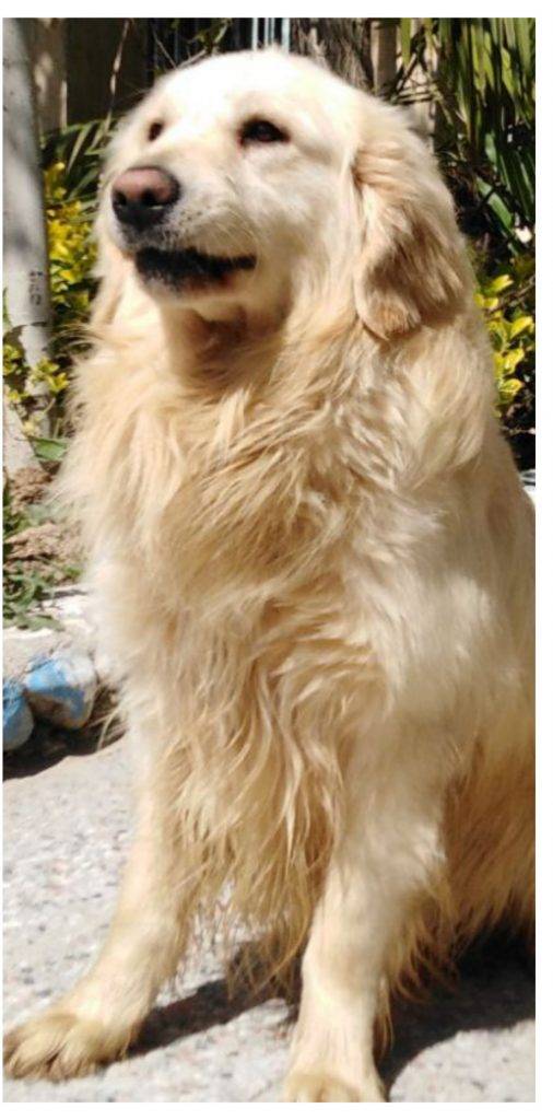 سگ گلدن رتریورطلایی واکسینه و انگل زدایی شده